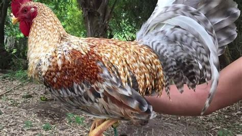 Manok Na Bulik .